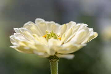 White Zinnia Flower
