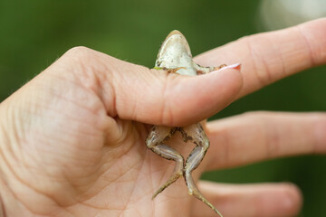 Human Hand holds a green frog, selective focus, green blurred background