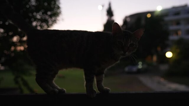 Side view silhouette of cat meowing and walking away along wooden fence at dusk. Cute domestic black grey pet outdoors in twilight. Slow motion