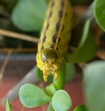 Hyles moth caterpillar/Oruga de polilla del g&eacute;nero Hyles