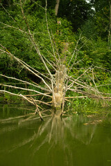 An old fallen tree lies on the surface of the river, summer forest landscape