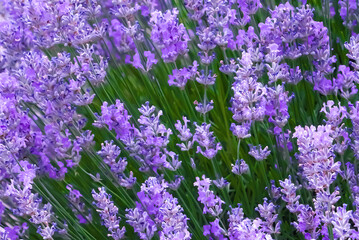 Obraz premium Lavender flowers in a garden background, amid green leaves. Fresh, summer feel with selective focus for depth. Horizontal.