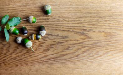 Various acorns on a cedr plank as a background decoration for the holiday - obrazy, fototapety, plakaty