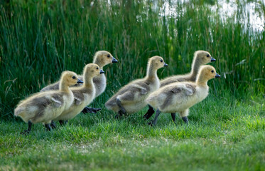 family of goslings