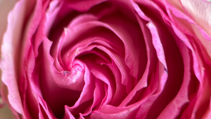 Fototapeta na wymiar Blurred macro pink rose background