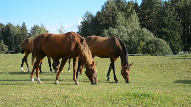 a small herd of brown horses perch on a green meadow on a sunny summer day