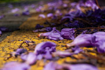 Macro of fallen purple jacaranda flowers on a road yellow marking - Macro shot, Selective focus