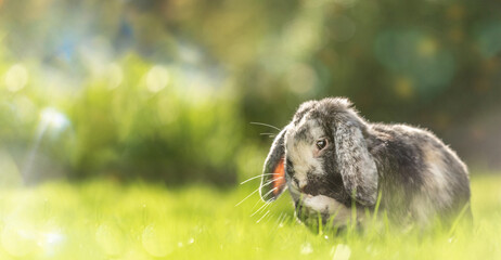 Portrait of a cute dwarf bunny with floppy ears grooming its fur. Wide screen with text space