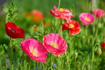 Pink and Red Wild Poppies. Poppies and wildflowers in a rural setting.

