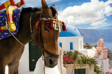 donkey, riding, ride, animals, saddle, mule, santorini, church, greece, island, greek, dome, architecture, blue, oia, sea, white, mediterranean, travel, aegean, building, europe, orthodox, landscape, 