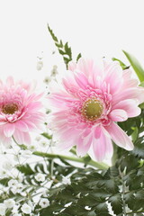 double Dahlia on white background with copy space