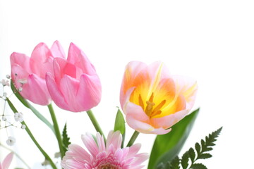 Blossom turnip on white background with copy space
