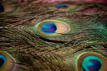 eye of the peacock
