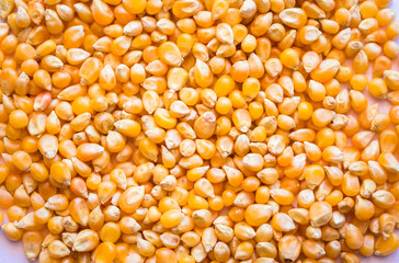 Bulk of corn grains,Bulk of corn grains, close up of corn seeds can be use as background