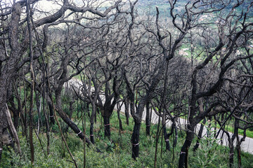 dead dry wood burned nature tree