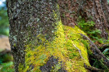 Obraz premium 長野県安曇野市にある燕岳を登山する風景 A view of climbing Mt. Tsubame in Azumino City, Nagano Prefecture. 