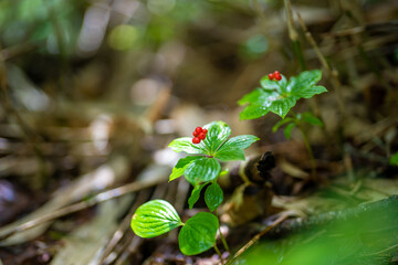 長野県安曇野市にある燕岳を登山する風景 A view of climbing Mt. Tsubame in Azumino City, Nagano Prefecture. 