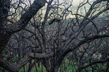 dead dry wood burned nature tree