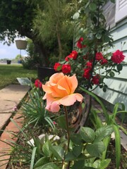 red roses in a garden