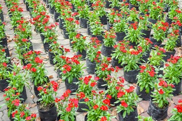 red salvia splendens flower in nature garden