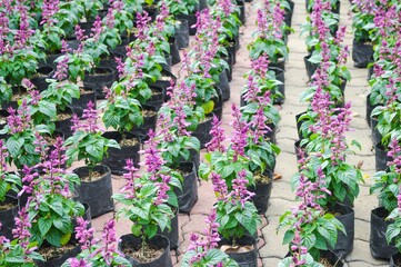 purple salvia splendens flower in nature garden