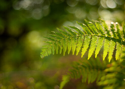 Thelypteris palustris, fern in in nature, in iran, Glade and trail in the forest isolated with blur background or shallow depth of field, glowing with sunlight
