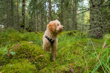 Stockholm, Sweden  A bichpoo poodle dog in the woods.