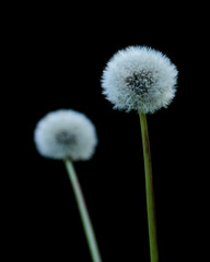 dandelion on black background