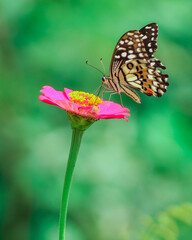butterfly on flower