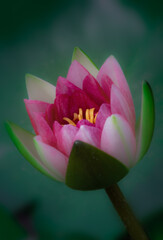 close up of water lily flower