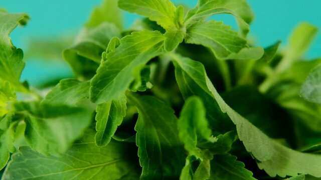 Stevia rebaudiana.Green stevia leaves close-up on green background.Organic natural low calorie sweetener.Diet healthy food ingredient. High quality 4k footage