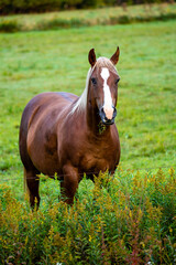 Naklejka na ściany i meble Bay horse eating from a Wisconsin meadow