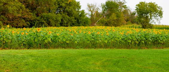 Sunflower field in central Wisconsin in early September