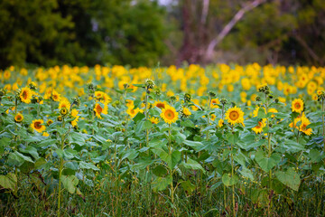 Sunflower field in central Wisconsin in early September