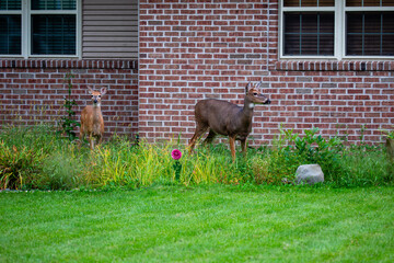 White-tailed deer (odocoileus virginianus) standing in the front yard of a Wisconsin home in early...