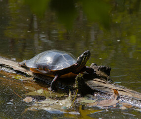 Obraz premium Turtle on log