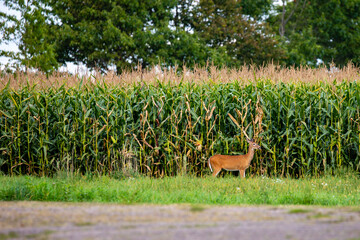 White-tailed deer (odocoileus virginianus) eating corn from a Wisconsin cornfield in early September