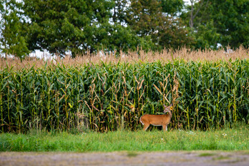 White-tailed deer (odocoileus virginianus) eating corn from a Wisconsin cornfield in early September