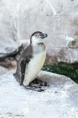 Naklejka premium penguin in polar regions