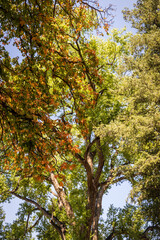 trees in autumn