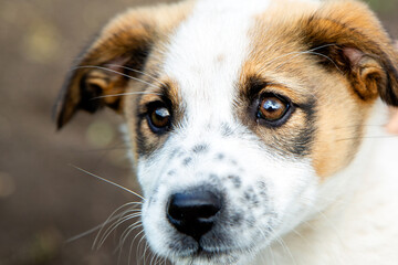 close-up portrait of a cute puppy