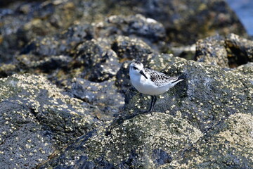 CORRELIMOS TRIDÁCTILO