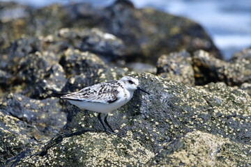 CORRELIMOS TRIDÁCTILO