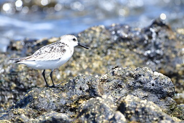 CORRELIMOS TRIDÁCTILO