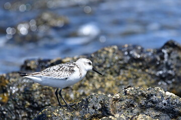 CORRELIMOS TRIDÁCTILO