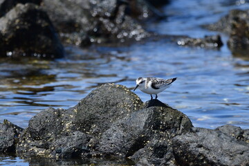 CORRELIMOS TRIDÁCTILO