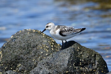 CORRELIMOS TRIDÁCTILO