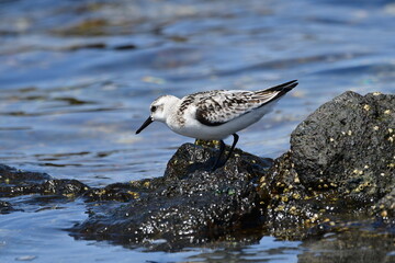 CORRELIMOS TRIDÁCTILO