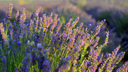 un bonito campo de lavanda en españa © alberto