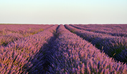 un bonito campo de lavanda en españa © alberto